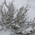 schneebedeckter-Rosmarin