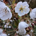 Kirschblüte im Märchenland
