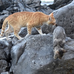 Tag-78_Cefalu
